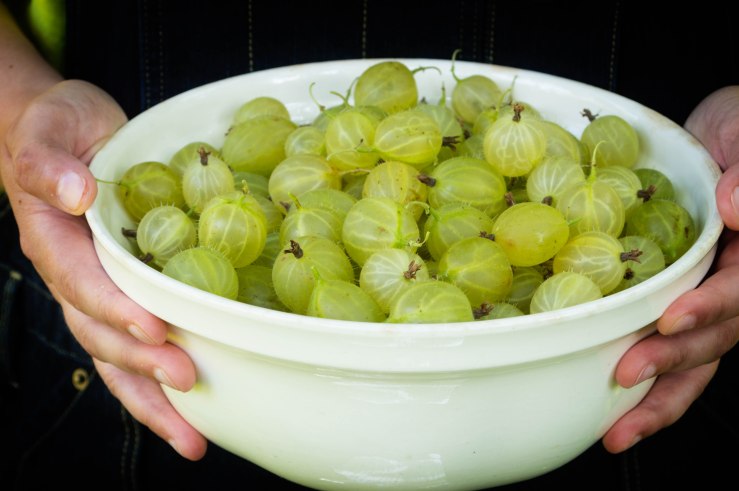 A bowl of gooseberries.